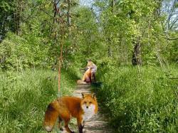Foxes in Missouri