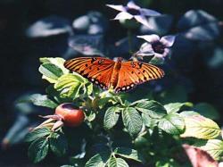 Golden butterfly