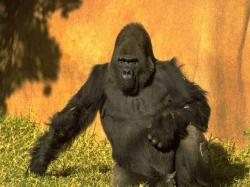 gorilla 2003