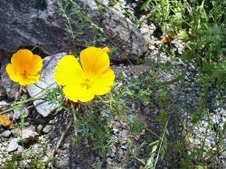 Mountain Flowers