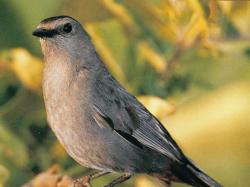 Gray Catbird