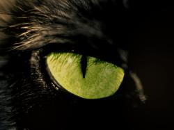 Hallow.Magic Wallp.
