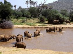 Herd of Elephants