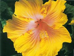Hibiscus