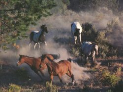 HORSE-A-ROUND