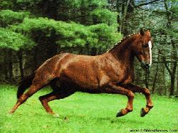 Running Horse 1