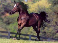 Horse Called Fury