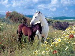 horses 1
