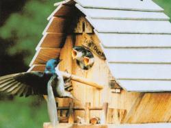 Hungry Swallows