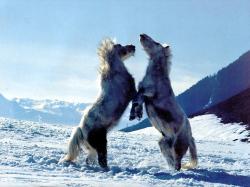 ice horses