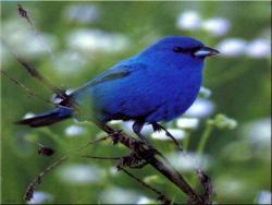 Indigo Bunting
