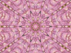 Pink Petals