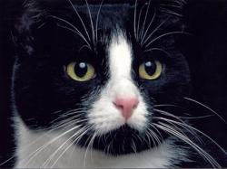 Black and White Cat