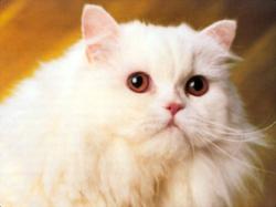 Kitty Kitty