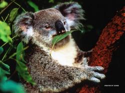 Koala
