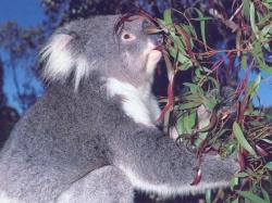 Koala Bear