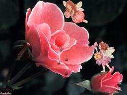 Lady Rose