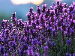 Lavender Fields