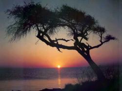 Leaning Tree