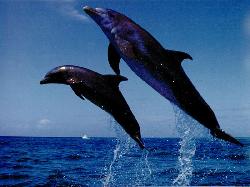 Leaping Dolphins