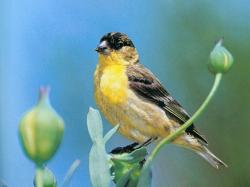 Lesser Goldfinch