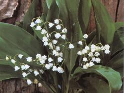 Lily-of-the-valley
