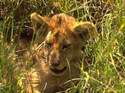lion cub 1