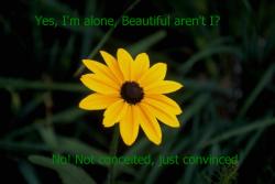 Lone Flower