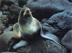 Lonely Seal