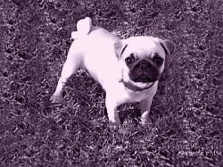 My Pug Mallie!