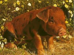 Pig In the Meadow