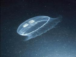 Meduza-Sting Ray