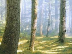 Misty Forest