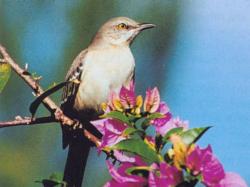Mockingbird