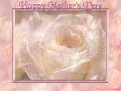 Mother's Day Roses