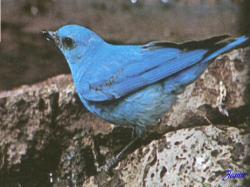 Mountain Blue Jay