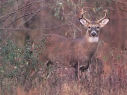 My Deer