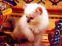 native kitten