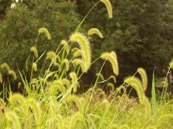 Nature Walk 2