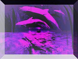 neon dolphins