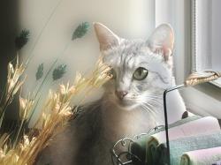 Ocicat Pastel