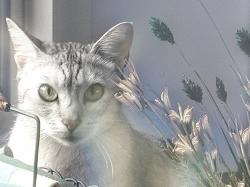 Ocicat Pastel 2