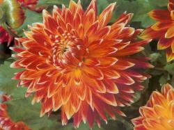 Orange Dahlia