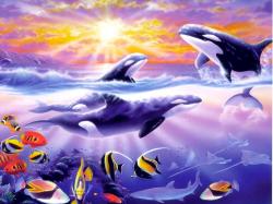 orcas 2002