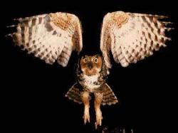 OWLS GALLERY