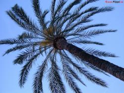 Palm Tree