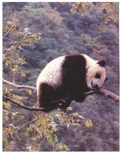 PANDA