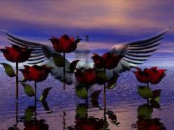 Pegasus Rose