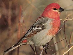 Pine Grosbeak