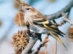 Pine Siskin